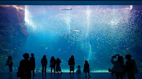 Aquarium! Dive Deep Into a World of Aquatic Wonders and Careful Management