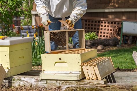 How to Install a Package of Bees: A Philosophical Inquiry into the Nature of Hive Mind and Human Ambition