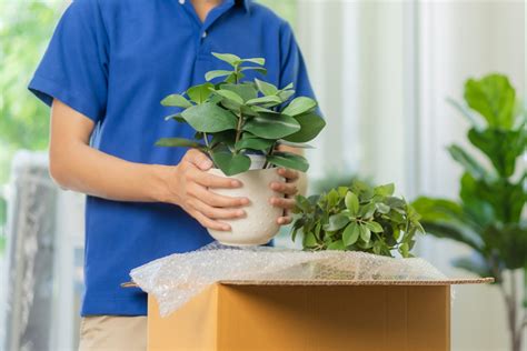 How to Ship Plants When Moving: A Green Thumb's Guide to Relocation